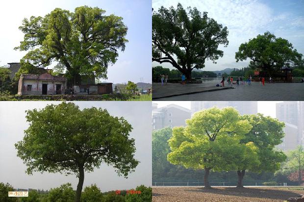 《香樟街》1678692727432