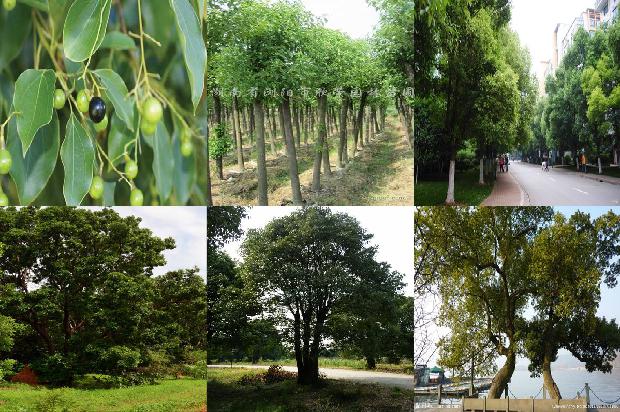 香樟的保护级别降为普通树木的原因1678694058893