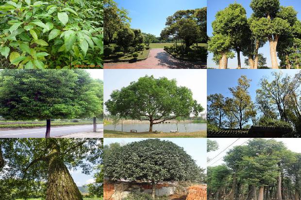 香樟的保护级别降为普通树木的原因1678694058941