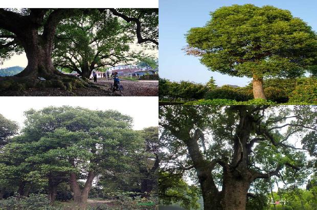 香樟的保护级别降为普通树木的原因1678694058988