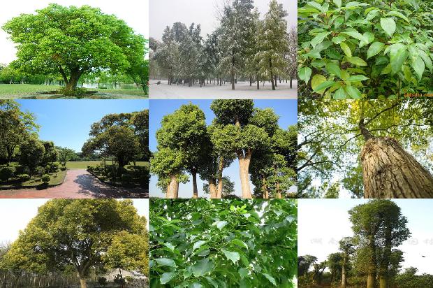 香樟几级保护植物1678694193689