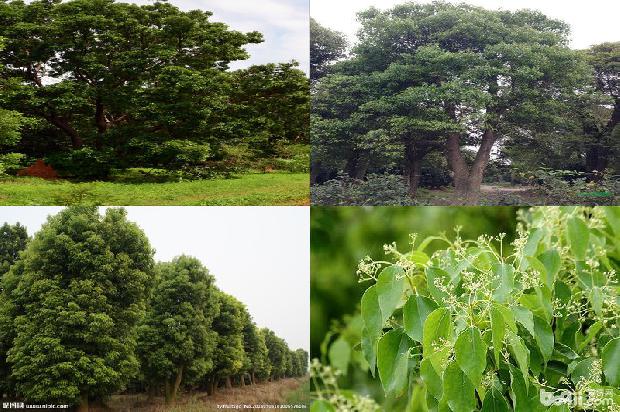 香樟几级保护植物1678694193737
