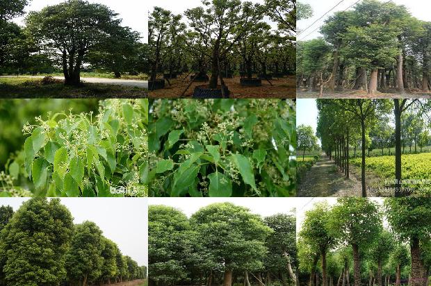 香樟几级保护植物1678694193831