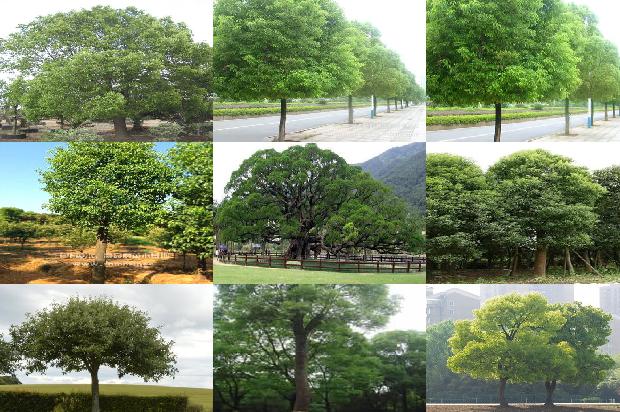 香樟老树根雕1678694256121