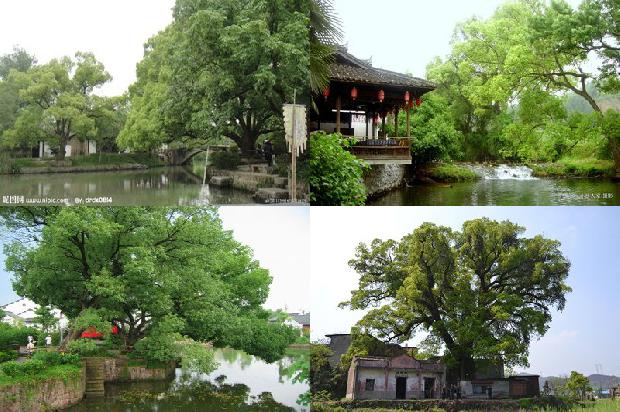 香樟 果实1678694783274