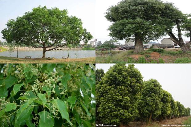 香樟是常青植物吗1678776526425