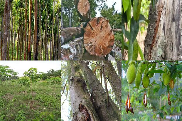 沉香树-甘当护花绿叶，铸就创想家园