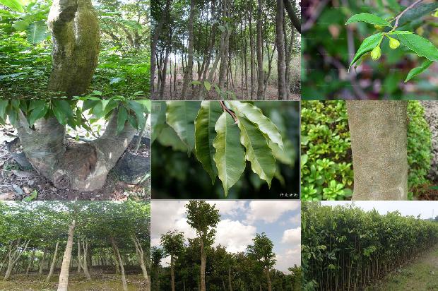 沉香树-甘当护花绿叶,铸就创想家园1655051485591 沉香树-甘当护花绿叶,铸就创想家园1655051485591