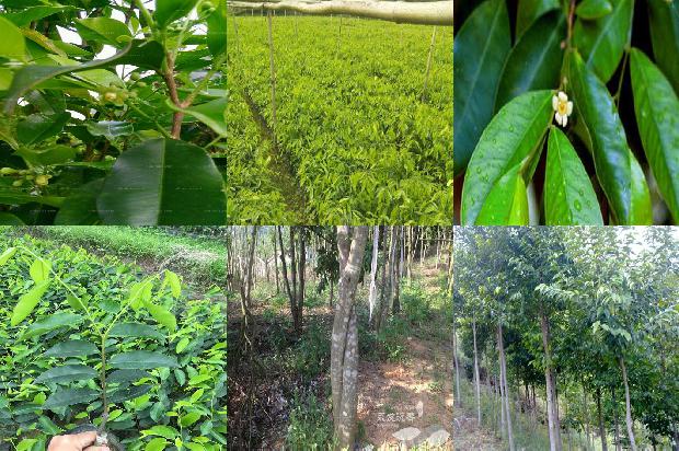 沉香树:梁衡：透过沉香写青史