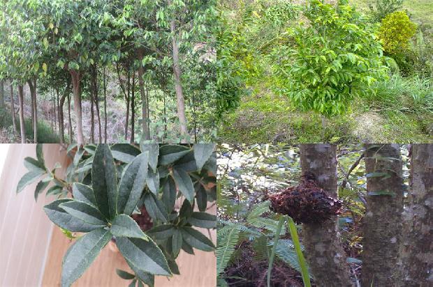 沉香树:梁衡:透过沉香写青史1655137730300 沉香树:梁衡:透过沉香写青史1655137730300