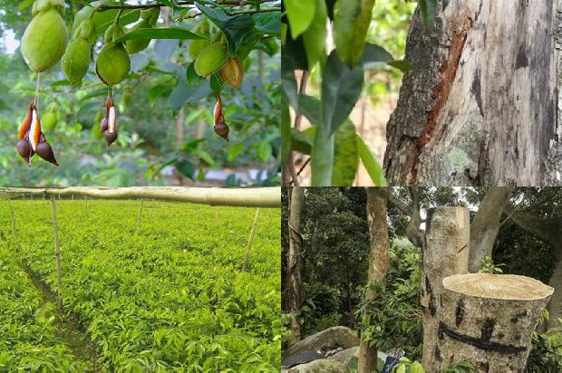 沉香树:梁衡:透过沉香写青史1655137730734 沉香树:梁衡:透过沉香写青史1655137730734