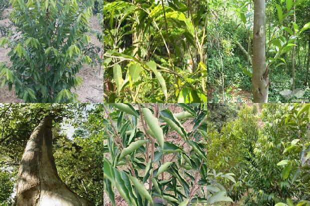 沉香树「品沉香，其味，其韵，其境」