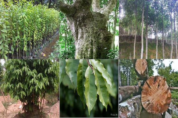 沉香树「品沉香,其味,其韵,其境」1655310594745 沉香树「品沉香,其味,其韵,其境」1655310594745