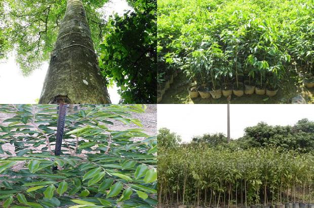 沉香树-走近沉香：结香与采香