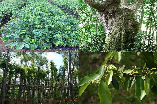 沉香树-走近沉香:结香与采香1655397014367 沉香树-走近沉香:结香与采香1655397014367