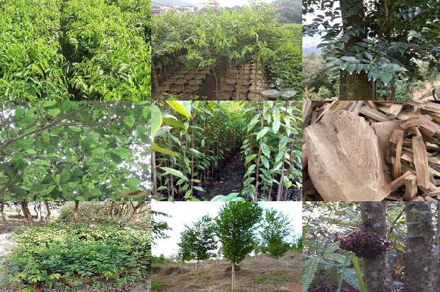 沉香树-走近沉香:结香与采香1655397014835 沉香树-走近沉香:结香与采香1655397014835