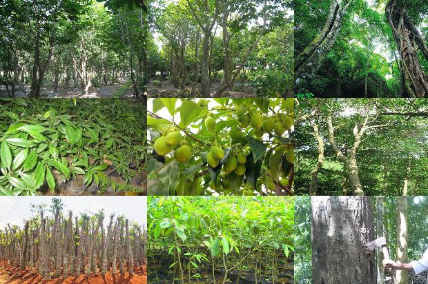 沉香树:白洛梅，我不要做你的绿叶