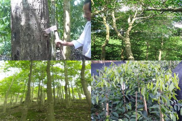 沉香树:白洛梅,我不要做你的绿叶1655570015428 沉香树:白洛梅,我不要做你的绿叶1655570015428