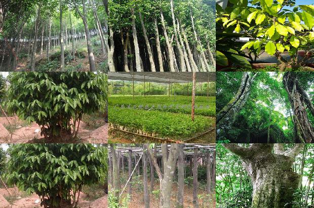 沉香树:白洛梅,我不要做你的绿叶1655570015780 沉香树:白洛梅,我不要做你的绿叶1655570015780