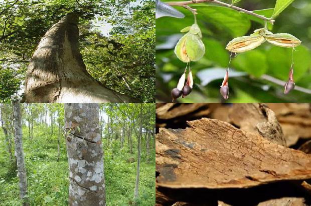 沉香树:许鞍华：一炉女人火，陋室韵沉香