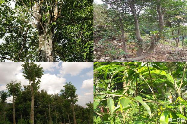 沉香树:许鞍华：一炉女人火，陋室韵沉香1655656227578