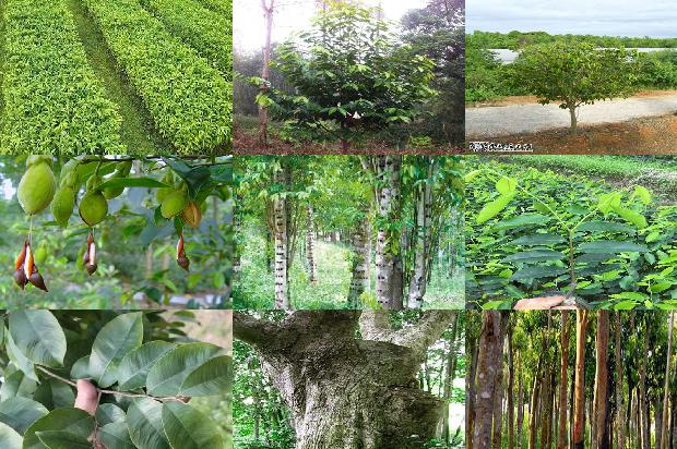 沉香树:许鞍华：一炉女人火，陋室韵沉香1655656228046