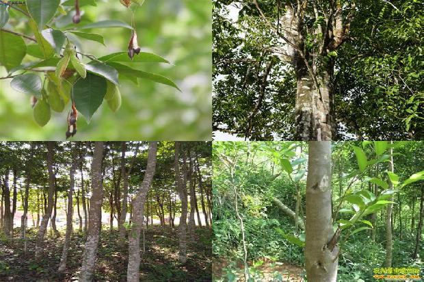 沉香树「铁树印象」