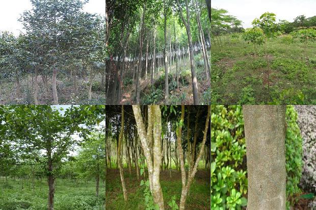 沉香树「铁树印象」1655828907046 沉香树「铁树印象」1655828907046