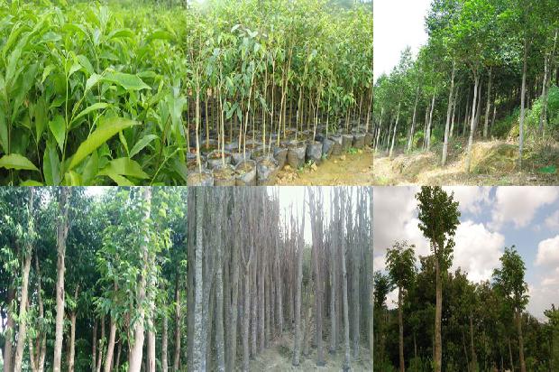 沉香树:沉香提取液对乙醇致大鼠胃溃疡的保护作用及机制