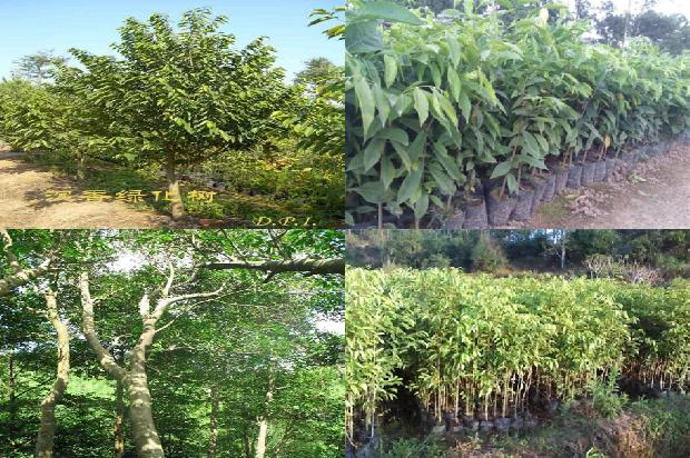 沉香树:沉香提取液对乙醇致大鼠胃溃疡的保护作用及机制1655915469694 沉香树:沉香提取液对乙醇致大鼠胃溃疡的保护作用及机制1655915469694