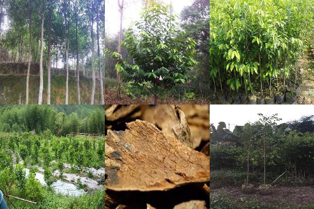 沉香树:沉香提取液对乙醇致大鼠胃溃疡的保护作用及机制1655915470177 沉香树:沉香提取液对乙醇致大鼠胃溃疡的保护作用及机制1655915470177