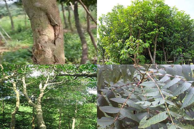 沉香树-《沉香》印象1656001732032 沉香树-《沉香》印象1656001732032