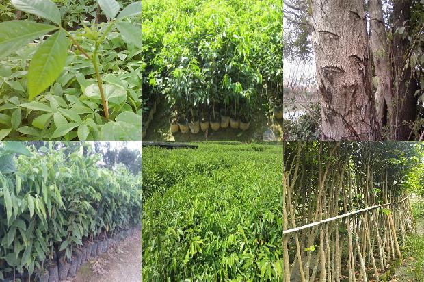 沉香树假植苗1697069386636 沉香树假植苗1697069386636
