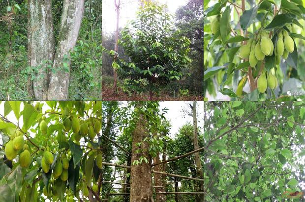 沉香树-《沉香》印象1656001732906 沉香树-《沉香》印象1656001732906