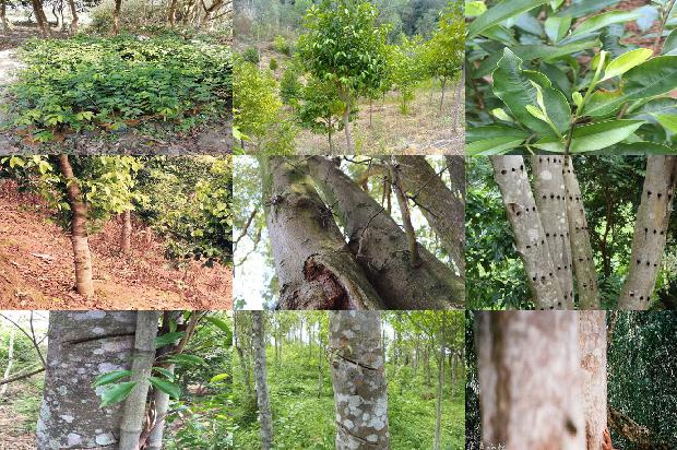 沉香树:桃仁杏仁煎汁可祛斑