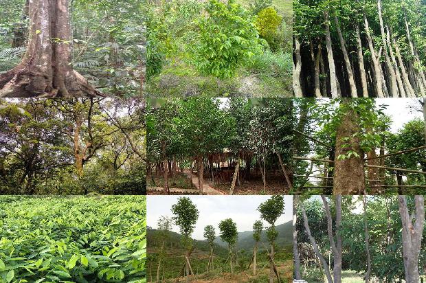 沉香树:桃仁杏仁煎汁可祛斑1656260939964