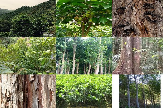 沉香树[沉香救母]