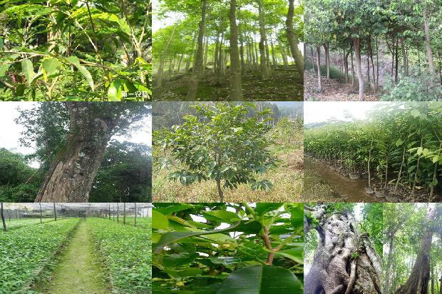 沉香树[沉香救母]1656520433914