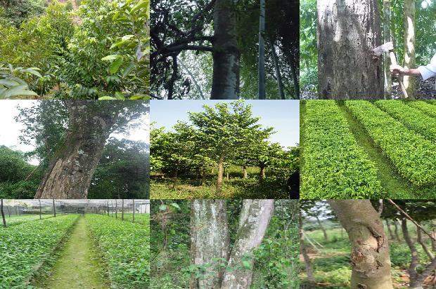 沉香树[沉香救母]1656520434381