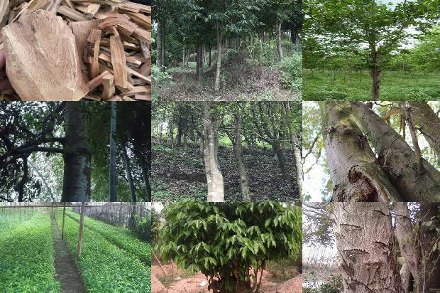 沉香树-交口按下冻沉香药茶产业发展“快进键”