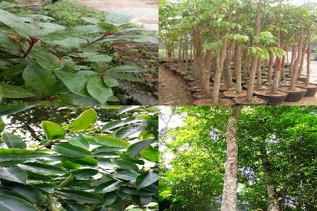 沉香树-交口按下冻沉香药茶产业发展“快进键”1656606488920 沉香树-交口按下冻沉香药茶产业发展“快进键”1656606488920