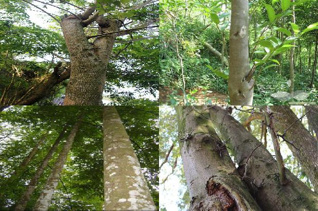 沉香树「寻找消失中的沉香文化」