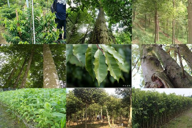 沉香树「寻找消失中的沉香文化」1656693002040