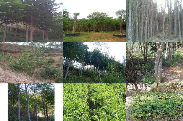 沉香树[铁树银花落，晚点星辰开]