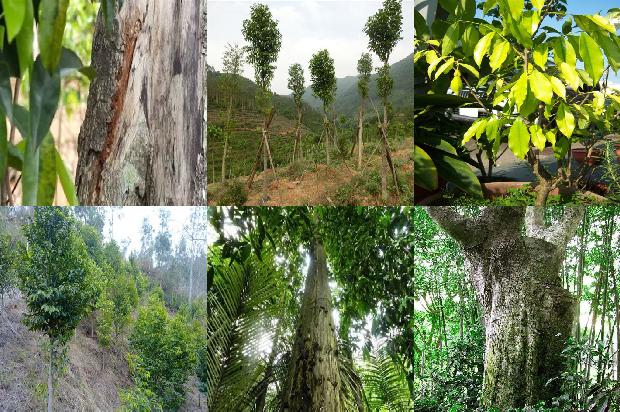 沉香树[铁树银花落，晚点星辰开]1656780914427