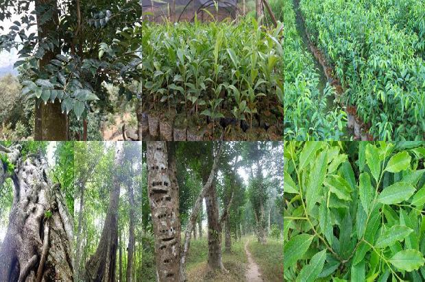 沉香树[沉香]1656952427105