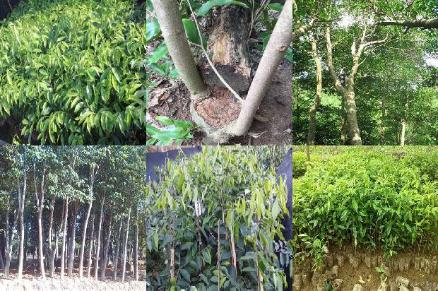 沉香树[沉香]1656952427557