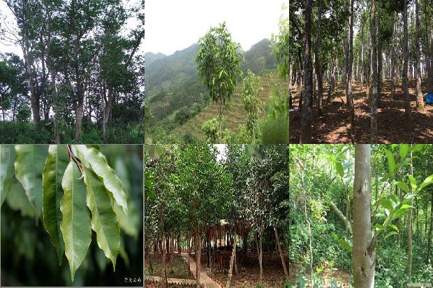 沉香树「安吉白茶白化叶和返绿叶叶绿体超微结构和叶绿素及其前体物含量的比较」