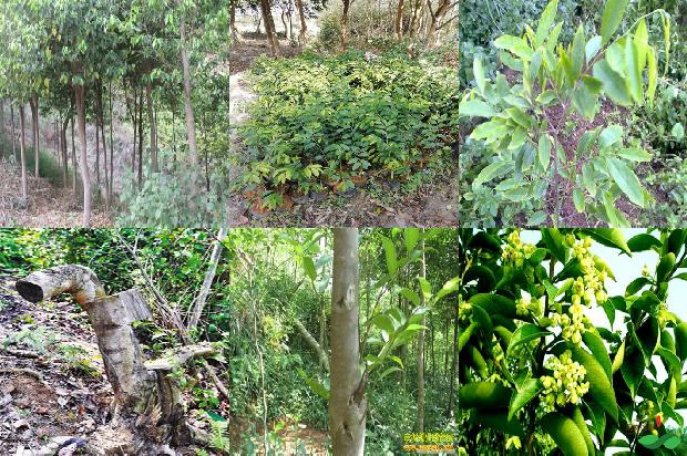 沉香树「安吉白茶白化叶和返绿叶叶绿体超微结构和叶绿素及其前体物含量的比较」1657125099640