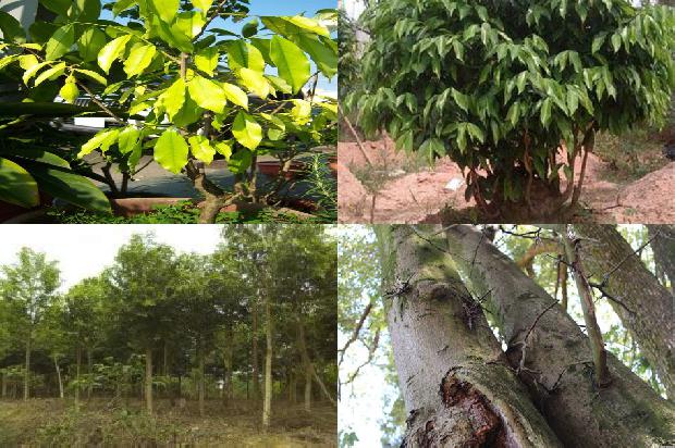 沉香树-岁月沉香美